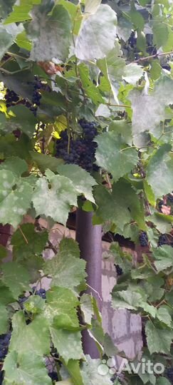 Домашний виноградный сок