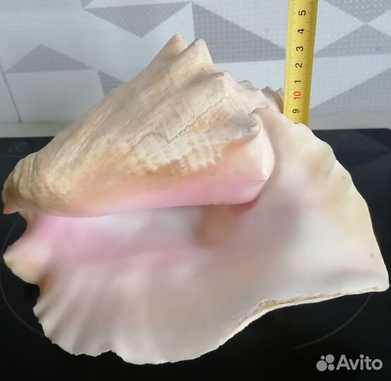 Ракушка морская большая