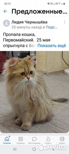 Потерялась кошка