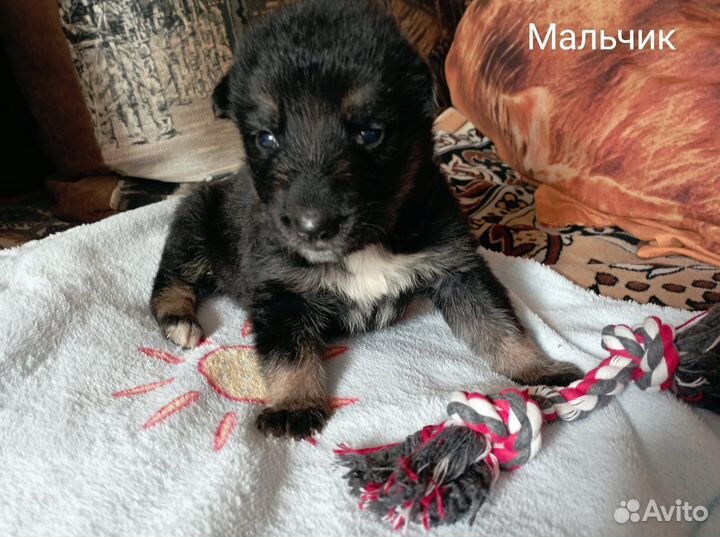 Ласковые щенки в добрые руки