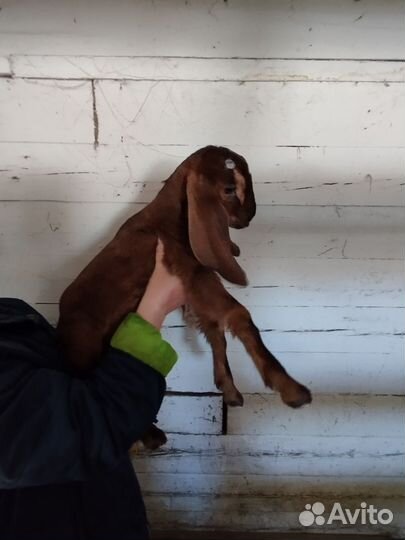 Козлята, козы камори-нубиец