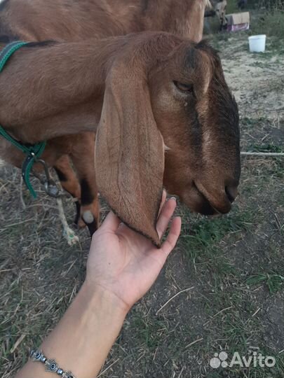 Англо-нубийская дойная коза, Англо нубийский козел