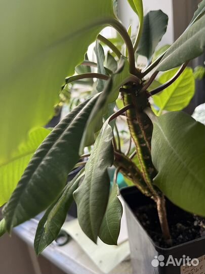 Пеларгония, молочай и другие цветы