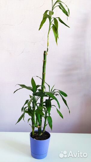 Бамбук Лаки (бамбук счастья ) Драцена Сандериана