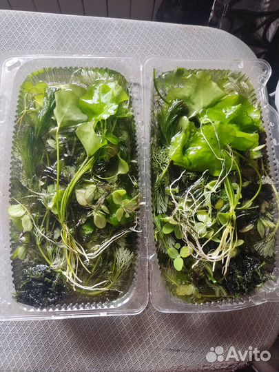 Аквариумные растения прополка