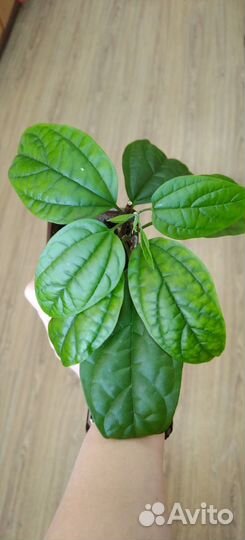 Клеродендрум томпсона