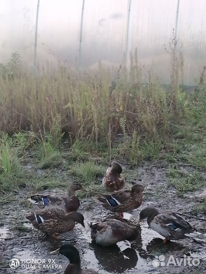 Утки подсадные для охоты
