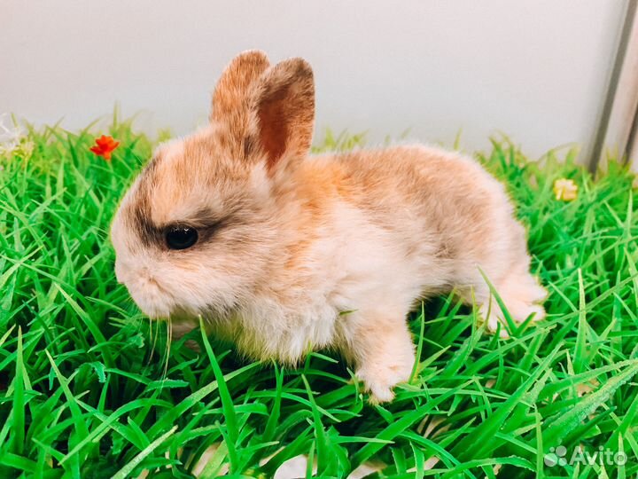 Карликовый кролик - Мега мини