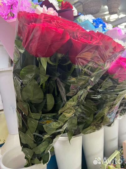 Роза голландская Фридом