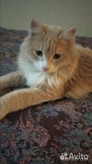 Кот