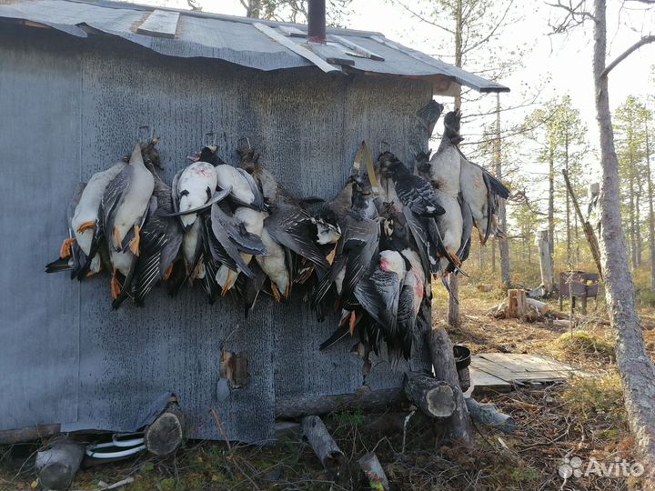 Охота на гусей