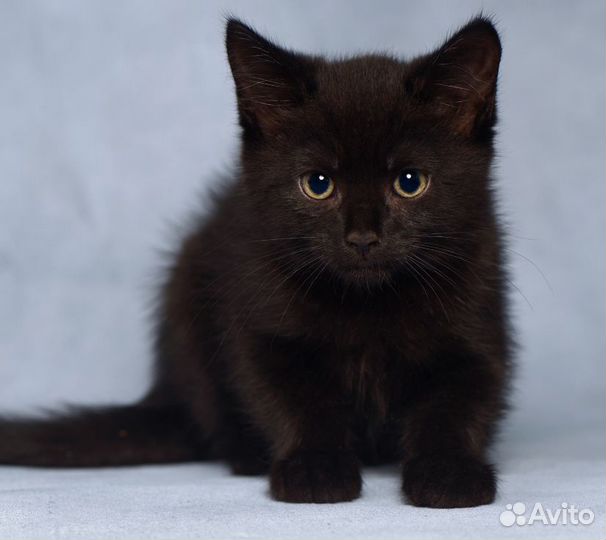 Черный котенок бесплатно