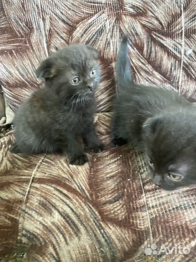 Котята