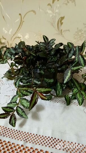 Пеллиония Даво