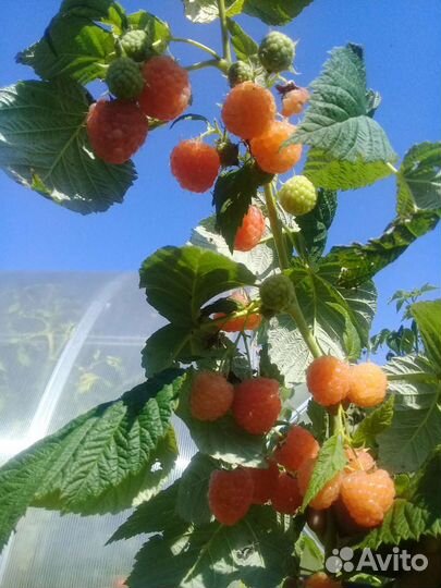 Ремонтантная малина