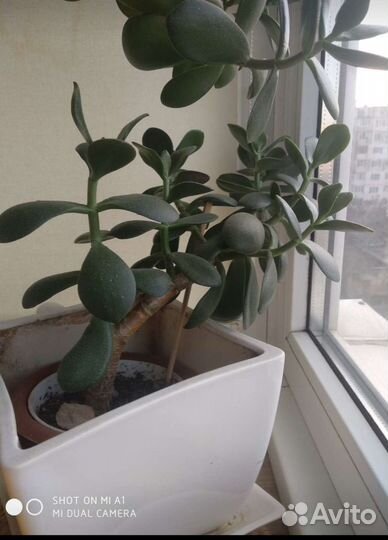 Толстянка(денежное дерево)