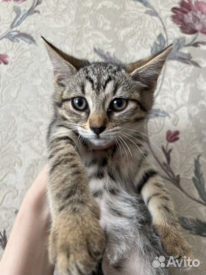 Котята в добрые руки девочки