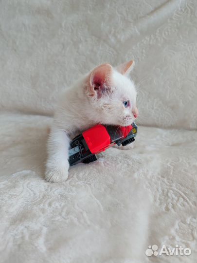 Котята