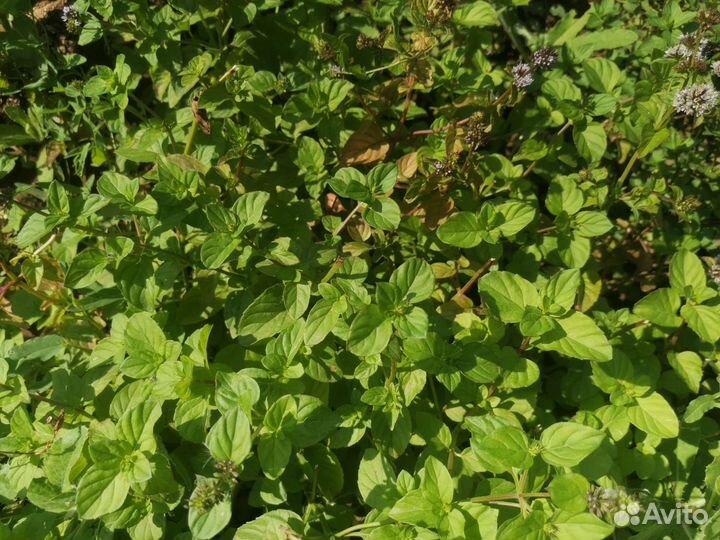 Сортовая мята с ароматами шоколада, банана и др