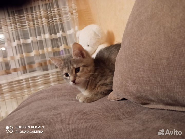 Кошки в добрые руки