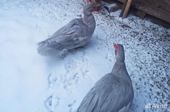 Мускусные утки