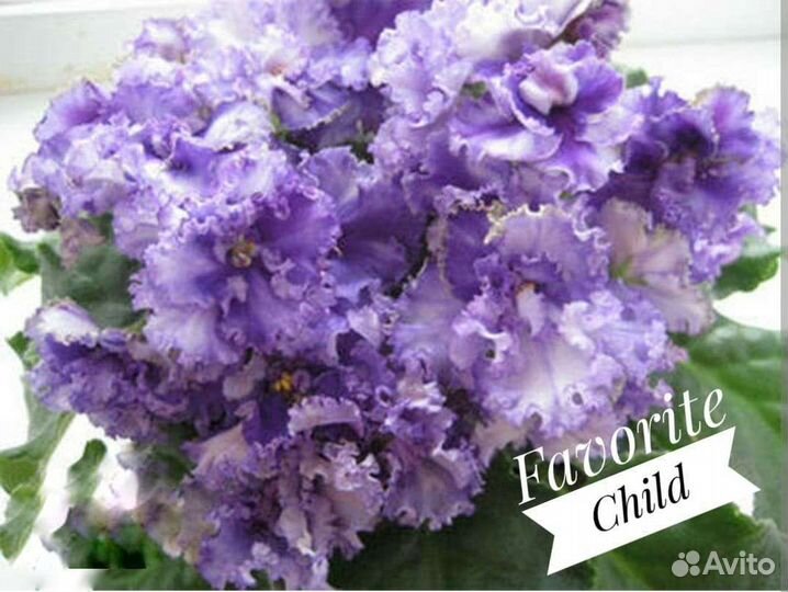 Фиалки продажа