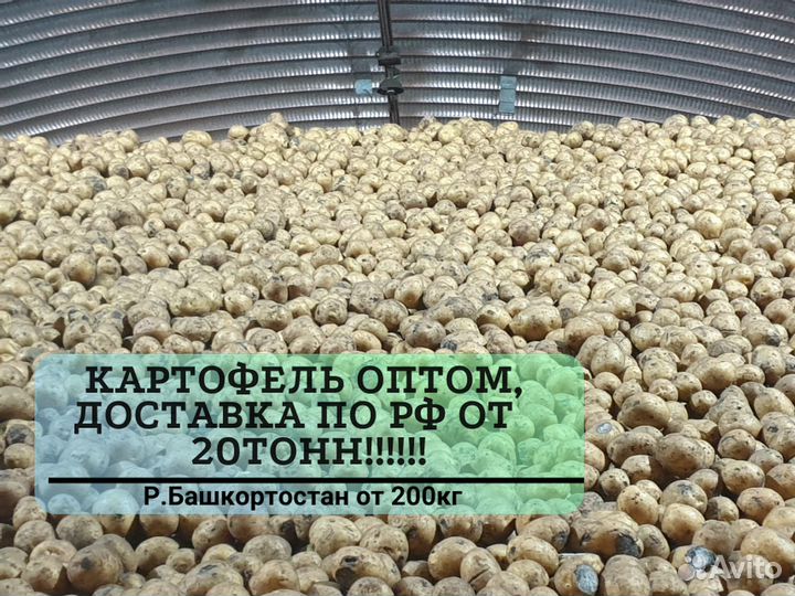 Картофель белый опт с доставкой от 20Т