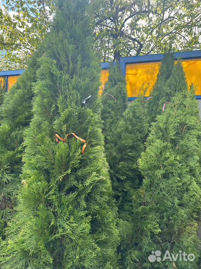Туя смарагд 2.5-2.6м. С доставка. Посадка