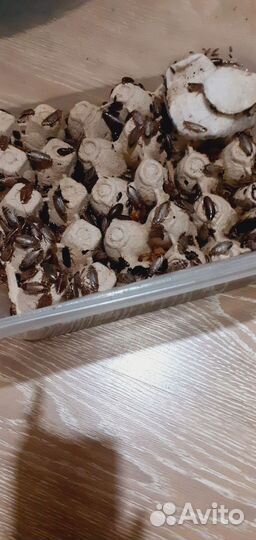 Мраморные тараканы