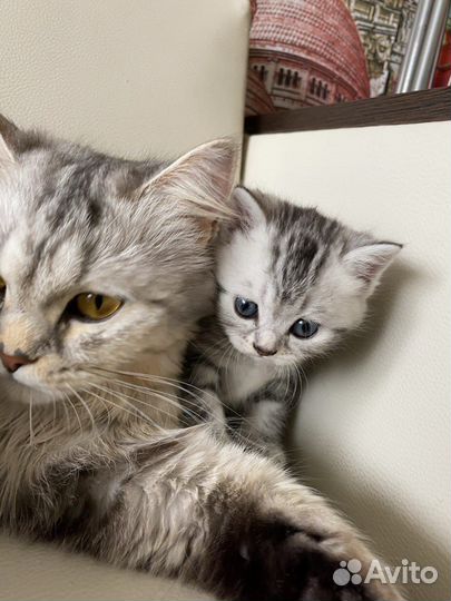 Британские котята