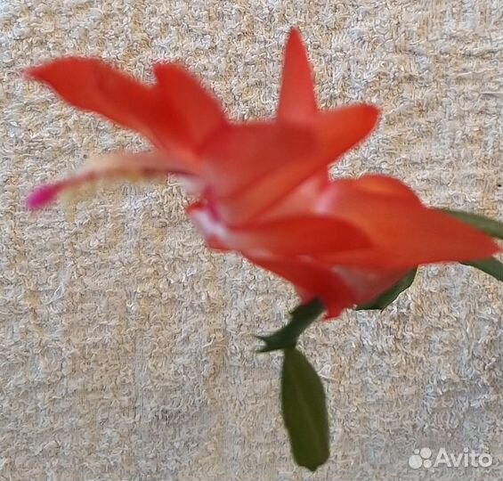 Декабрист шлюмбергера лососевый