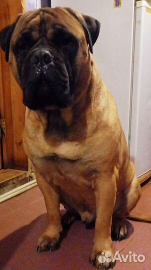 Бульмастиф