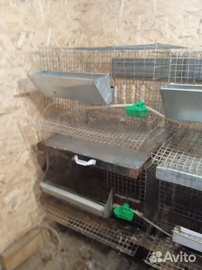 Клетки для кур