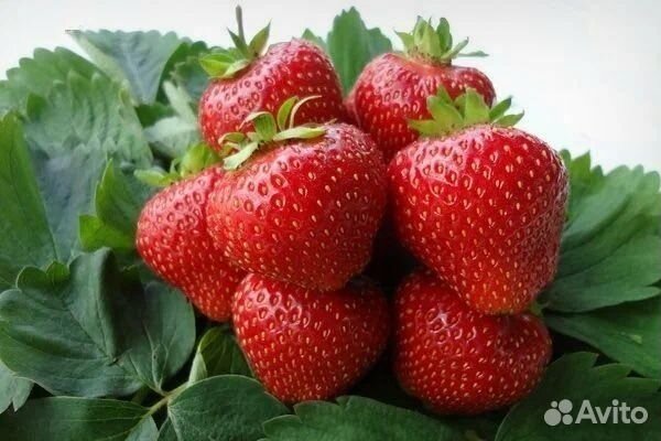 Клубника Кимберли