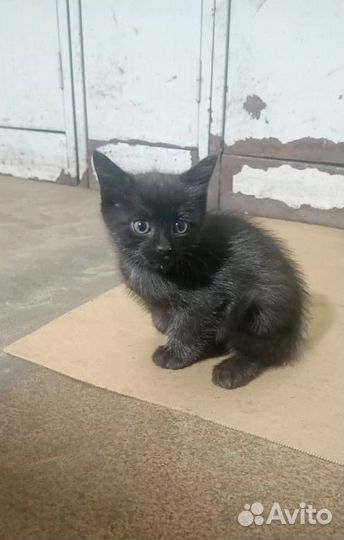 Котята девочки