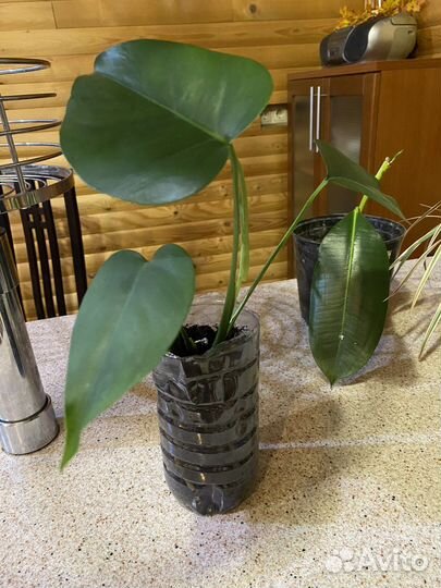 Комнатные растения цветы