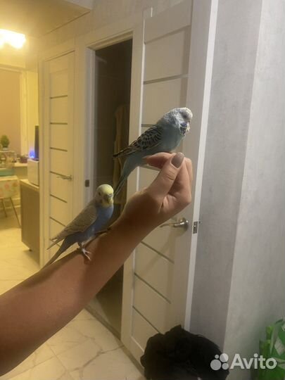 Волнистый попугай