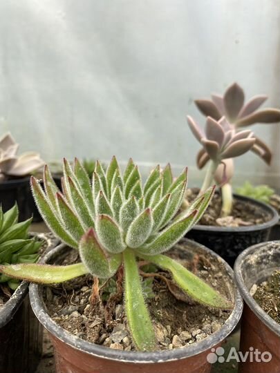 Суккуленты