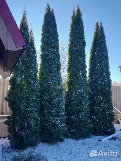 Туя смарагд