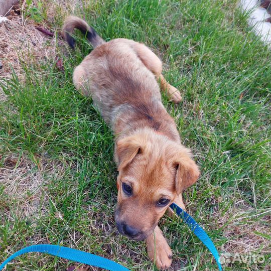 Маленькая собака в добрые руки