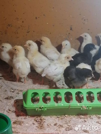 Цыплята кур несушек