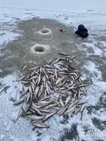 Рыбалка на Белом море / Архангельская область
