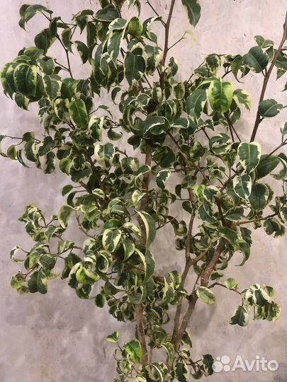 Фикус бенджамина Borteks