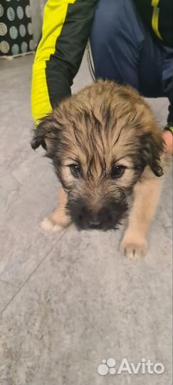 Отдам в добрые руки