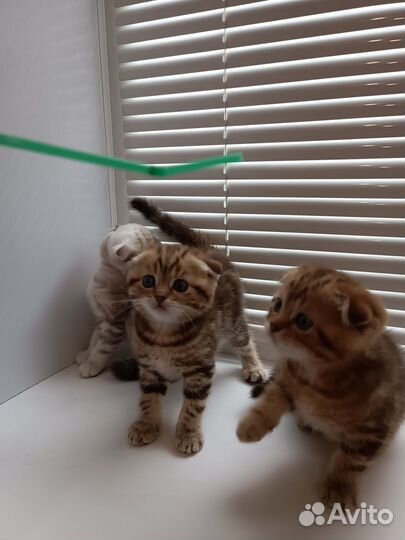 Шотландские вислоухие котята