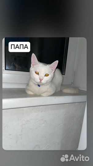 Котята в добрые руки бесплатно