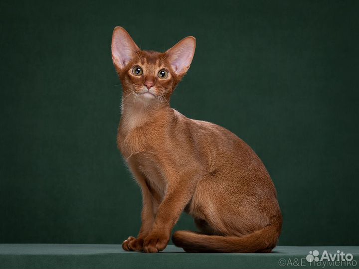 Абиссинский кот, 5 месяцев, шоу качество