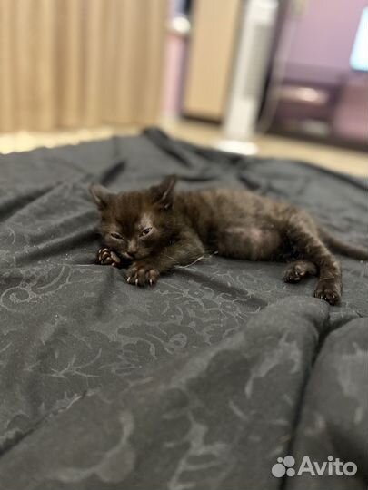 Котенок меланистик