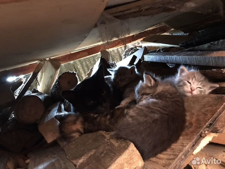 Кошки в добрые руки бесплатно