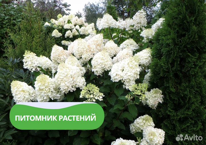 Гортензия метельчатая 'Фантом'